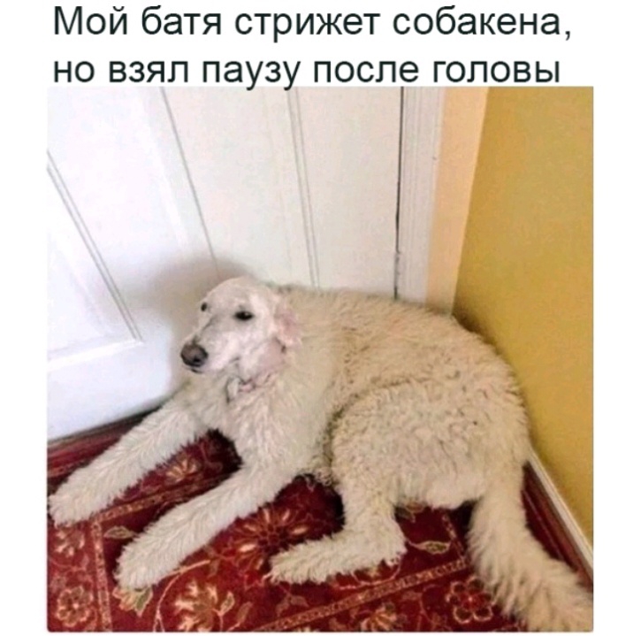 Мой батя стрижет собакена но взял паузу после головы
