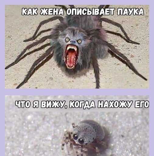 ЖЕНА ОПИСЫВАЕТП ШШЁЁЩП