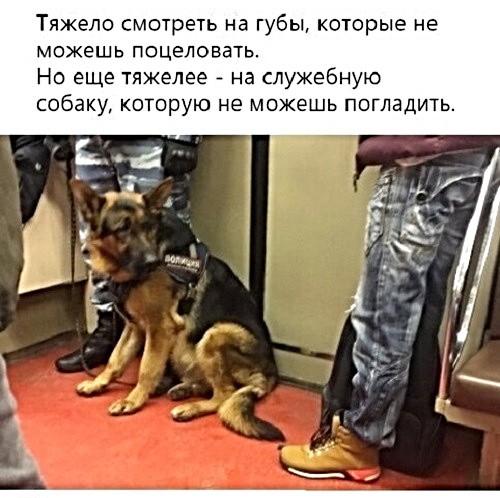 Тяжело смотреть на губы которые не можешь поцеловать Но еще тяжелее на служебную собаку которую не можешь погладить