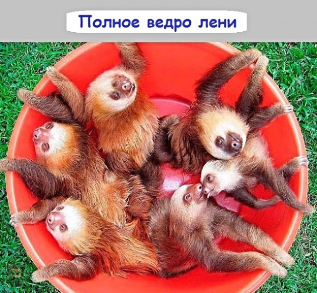 Полное ведро лени