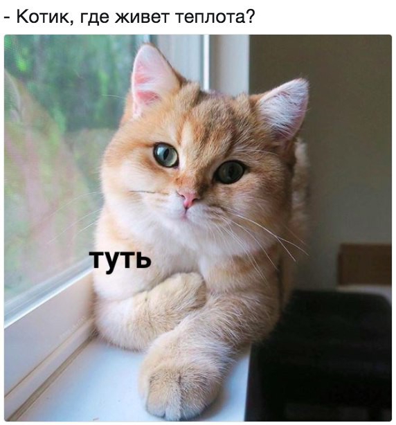 Котик где живет теплота