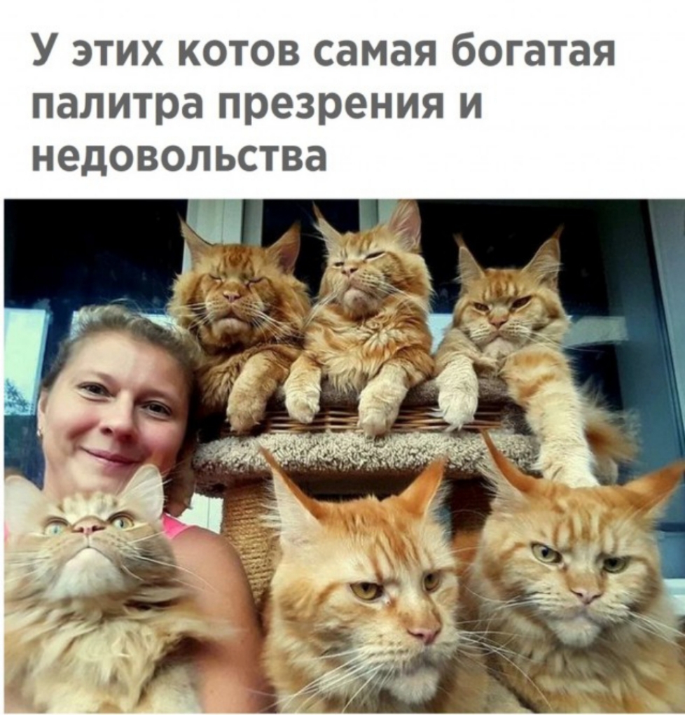 У этих котов самая богатая палитра презрения и недовольства