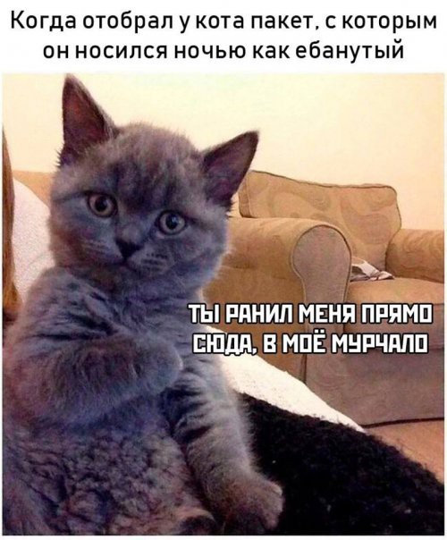 Когда отобрал у кота пакет с которым он носился ночью как ебанутый ТЫРАНИП МЕНЯ ПРПМП Ешдд В МПЁ МНРЧПЛП