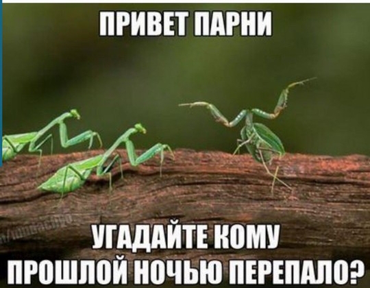 ПРИВЕТ ПАРНИ шддитіномч 7 пюшпой ночью пнчпдпор