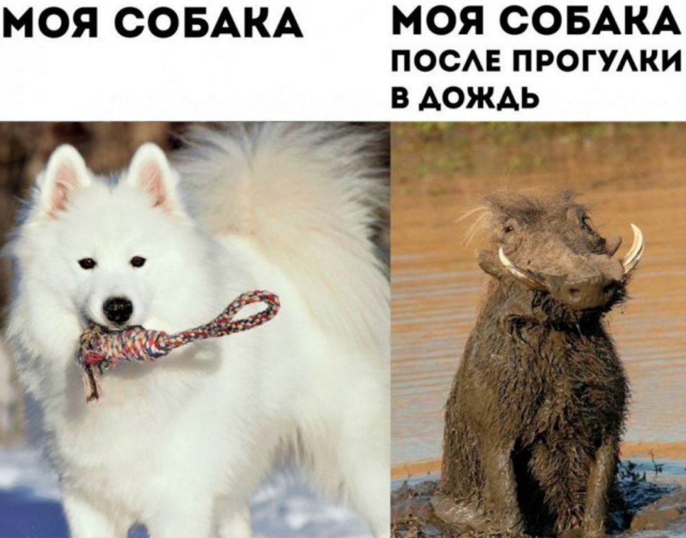 МОЯ СОБАКА МОЯ СОБАКА ПОСАЕ ПРОГУАКИ В АОЖАЬ