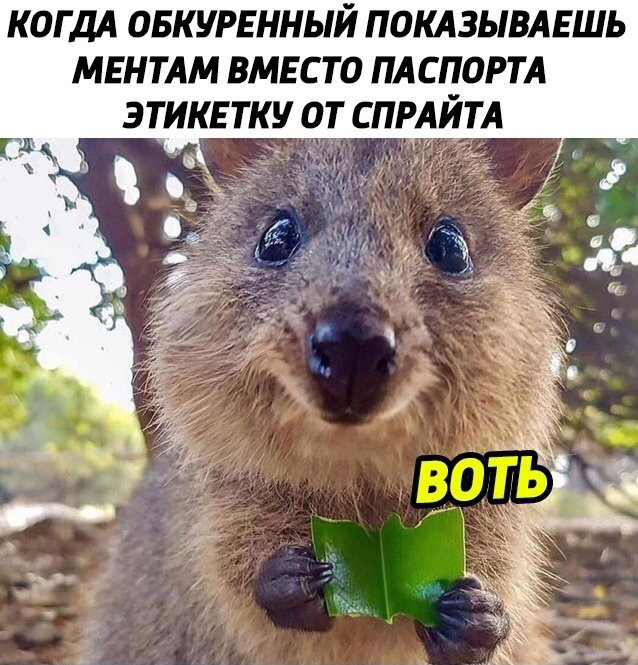 КОГДА ОБКУРЕННЫЙ ПОКАЗЫВАЕШЬ МЕНТАМ ВМЕСТО ПАСПОРТА ЭТИКЕТКУ ОТ СПР ТА