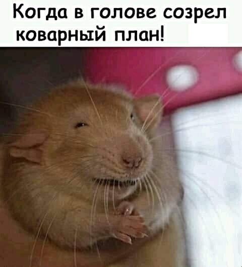 Когда в голове созрел коварный план