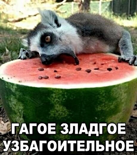 ЁГАгов злддгов ХзвАгоитвпьнов