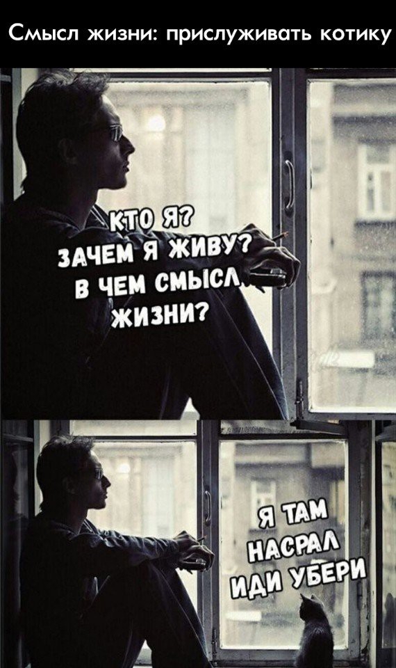 Смысл жизни прислуживать котику