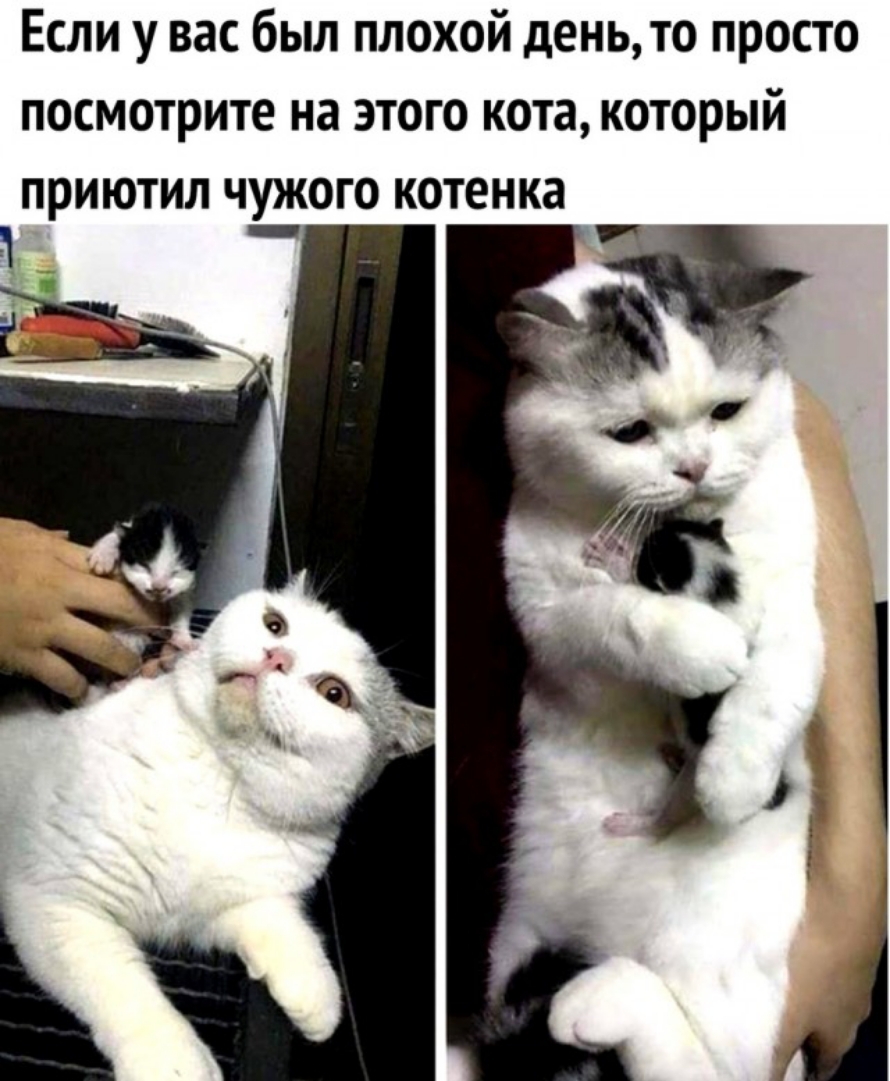 Если у вас был плохой день то просто посмотрите на этого кота который приютил чужого котенка