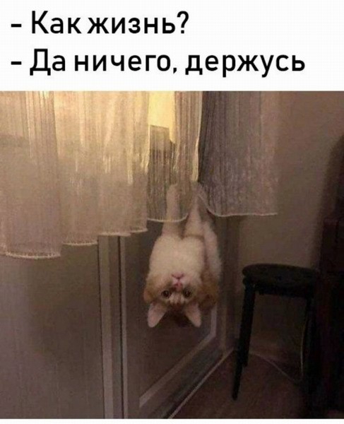 Какжизнь Да ничего держусь