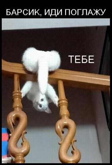 БАРСИК ИДИ ПОГПАЖУ ТЕБЕ _ Ми