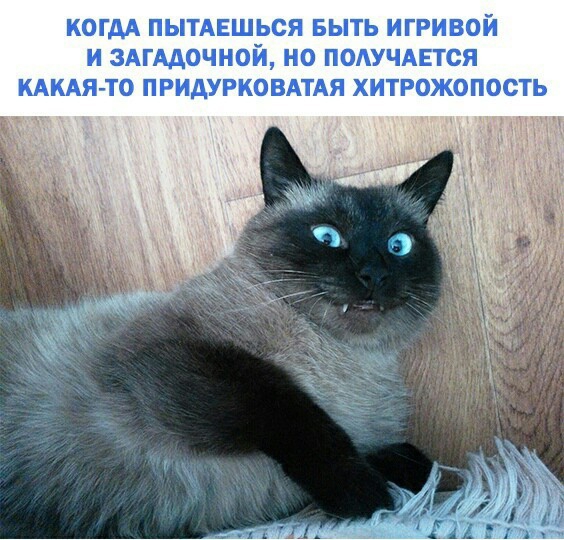 КОГДА ПЫТАЕШЬОЯ БЫТЬ ИГРИВОЙ И ЗАГААОЧНОЙ НО ПОАУЧАЕТСЯ КАКАЯ ТО ПРИАУРКОВАТАЯ ХИТРОЖОПОСТЬ