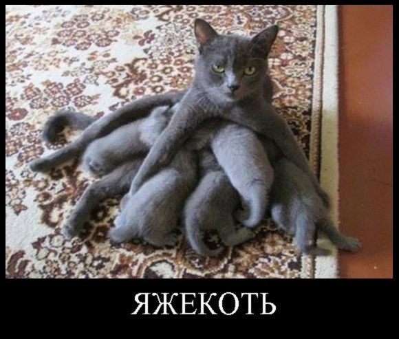 ЯЖЕКОТЬ
