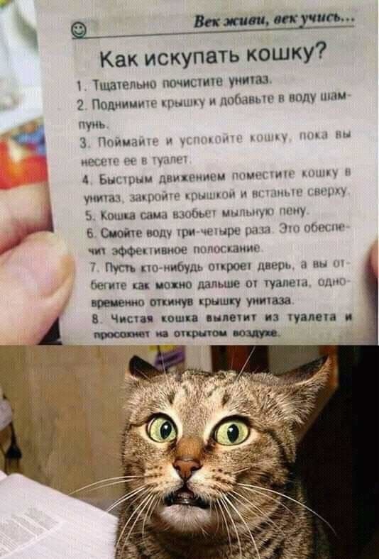 ш_ Вам дтп Как искупить кошку цшрпыш ппчиыиш умин Подмимит грщ ШіцішН в пн ции и мии _ Ьш пц днипщшм ммм упиму ли мы н н у но мин ишц шта и чи мы шипов шт 7 Пут пп пиву трое дни и тс ипкю штше ш уапцы откинув крышку уитш чини кошц мечи и упппн 1 и впо паи ппц _