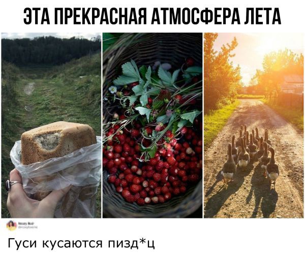 ЭТА ПРЕКРАСНАЯ АТМВВФЕРА ЛЕТА Гуси кусаются пиздц