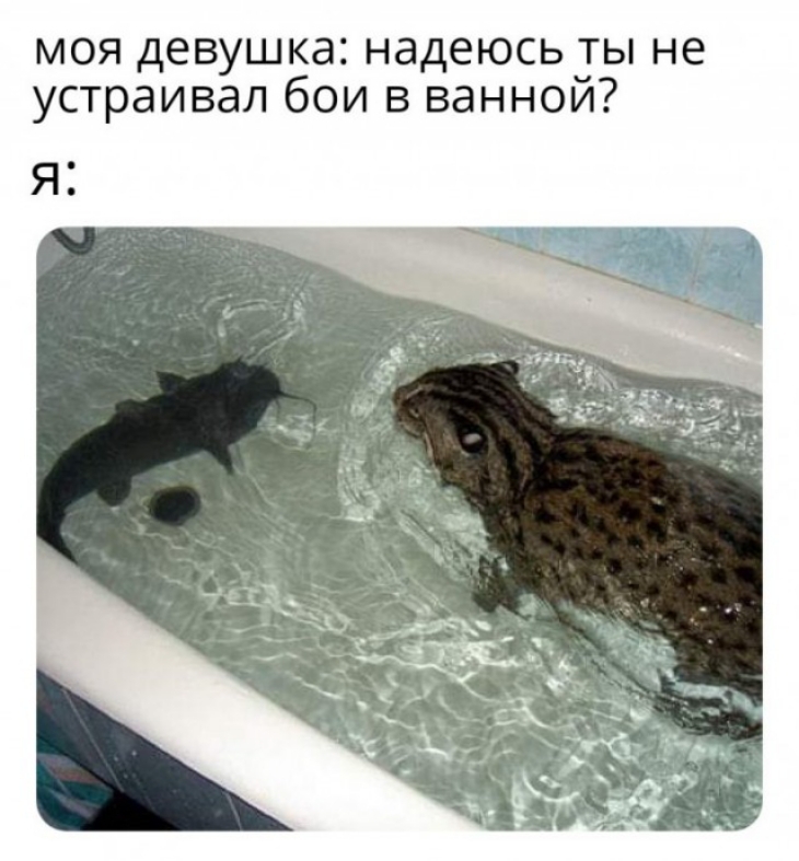 моя девушка надеюсь ты не устраивал бои в ваннои Яі