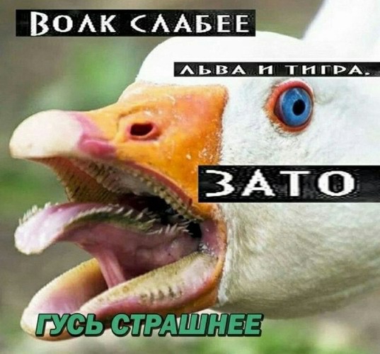 ВОАК_ААБЕЕ АЬВА И ТНГРА