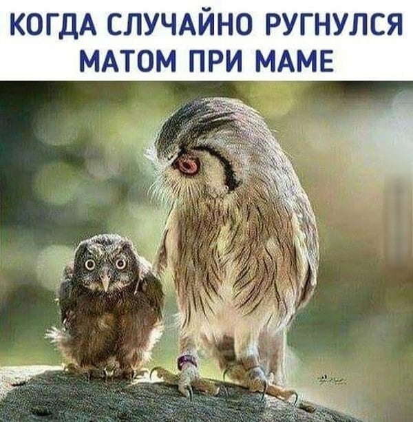 КОГДА СЛУЧАЙНО РУГНУЛСЯ МАТОМ ПРИ МАМЕ