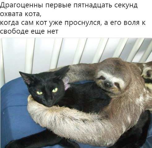 Драгоценны первые пятнадцать секунд охвата кота когда сам кот уже проснулся а его воля к свободе еще нет