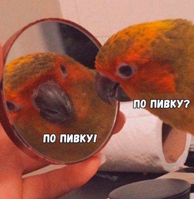 ПО ПИВКУ по линку