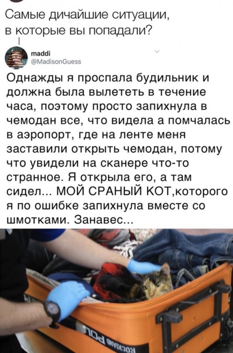 Самые дичайшие ситуации в которые вы попадали таабі тасіжолСиеьк Однажды я проспала будильник и должна была вылететь в течение часа поэтому просто запихнула в чемодан все что видела а помчалась в аэропорт где на ленте меня заставили открыть чемодан потому что увидели на сканере что то странное Я открыла его а там сидел МОЙ СРАНЫЙ КОТкоторого я по ошибке запихнула вместе со шмотками Занавес