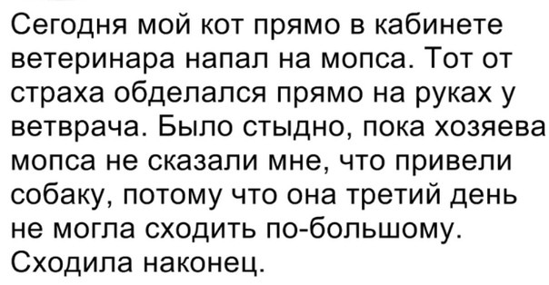 Сегодня мой кот прямо в кабинете ветеринара напал на мопса Тот от страха обдепапся прямо на руках у ветврача Было стыдно пока хозяева мопса не сказали мне что привели собаку потому что она третий день не могла сходить по бопьшому Сходипа наконец