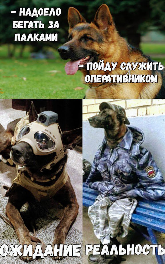 НАДОЕЛО БЕГ АТЬ ЗА ПААКАМИ _ пойду служить Ёж ОПЕРАТНЦНШЮМ