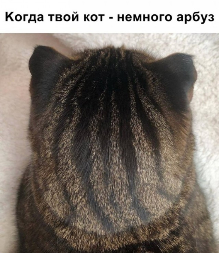 Когда твой кот немного арбуз