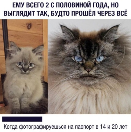 ему всего 2 с половиной годл но выглядит ТАК БУДТО прошёл ЧЕРЕЗ все Когда фотографируешься на паспорт в 14 и 20 лет
