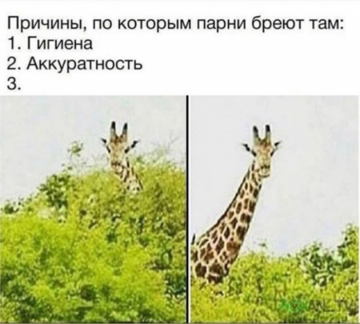 Причины по которым парни бреют там 1 Гигиена 2 Аккуратность