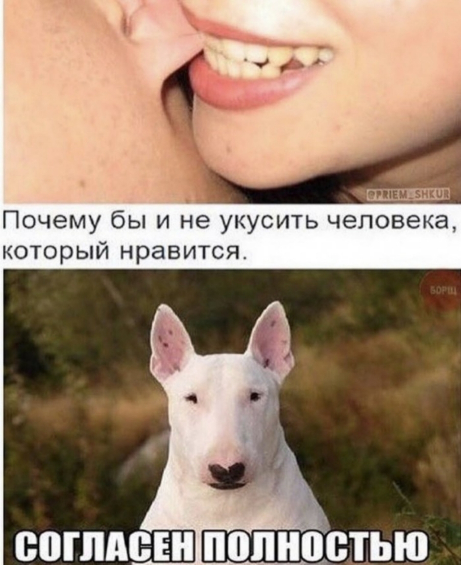 Почему бы и не укусить человека который нравится ВВГПМБЕН полностью