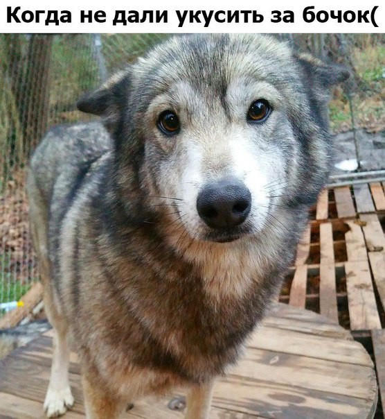 Когда не дали укусить за бочок