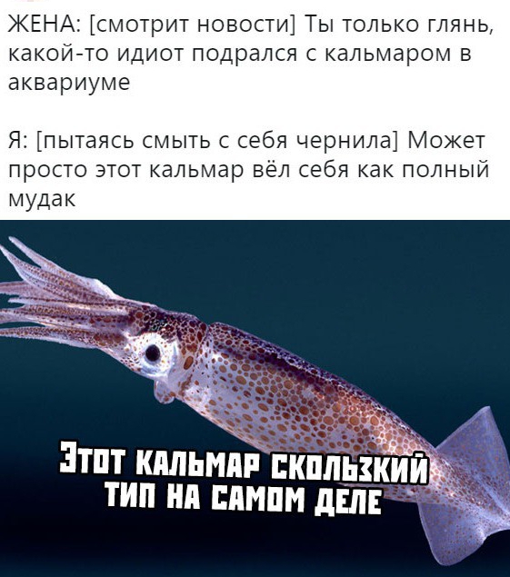 ЖЕНА смотрит новости Ты только глянь какой то идиот подрался с кальмаром в аквариуме Я пытаясь смыть с себя чернила Может просто этот кальмар вёл себя как полный Этот КАЛЬМАР СКОЛЬЗКИЙ ТИП НА САМОМ ДЕЛЕ