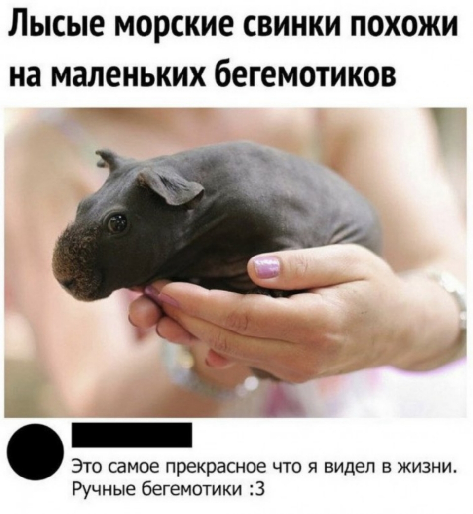 Лысые морские свинки похожи на маленьких бегемотиков т Это самое прекрасное что я видел в жизни Ручные бегемотики 3