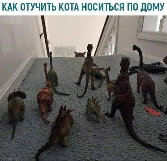 КАК ОТУЧИТЬ КОТА НОСИТЬСЯ ПО ДОМУ т