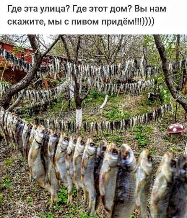Где эта улица Где этот дом Вы нам скажите мы с пивом придём