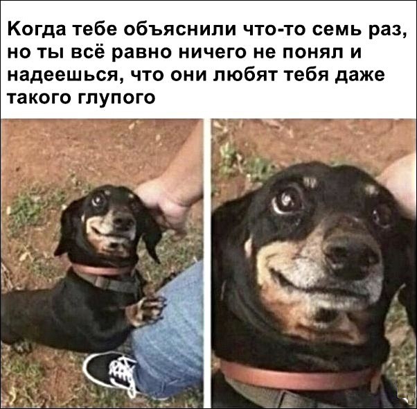 Когда тебе объяснили что то семь раз но ты всё равно ничего не понял и надеешься что они любят тебя даже такого ГЛУПОГО