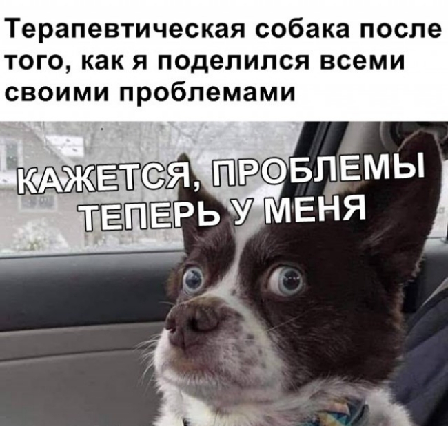 Терапевтическая собака после того как я поделился всеми своими проблемами