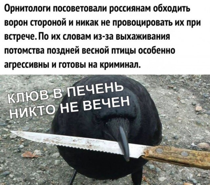Орнитологи посоветовали россиянам обходить ворон стороной и никак не провоцировать их при встрече По их словам из за выхаживания потомства поздней весной птицы особенно