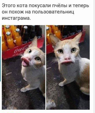 Этого кота покусали пчёлы И теперь он похож на попьзоватепьниц инстаграма