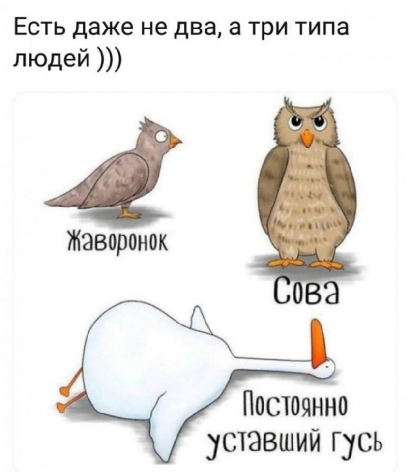 Есть даже не два а три типа людей Жаворонок Постоянно уставший гусь