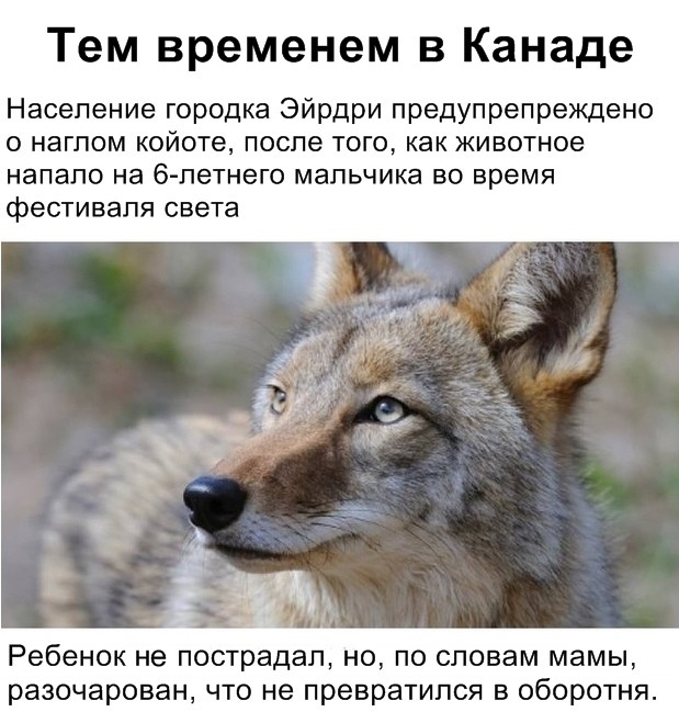Тем временем в Канаде Население городка Эйрдри предупрепреждено о наглом койоте после того как животное напало на 6 летнего мальчика во время фестиваля света Ребенок не пострадал но по словам мамы разочарован что не превратился в оборотня