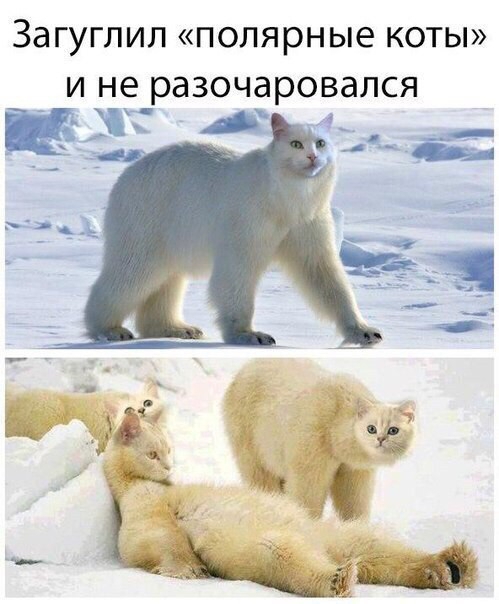 Загуглил полярные КОТЫ И не разочаровался