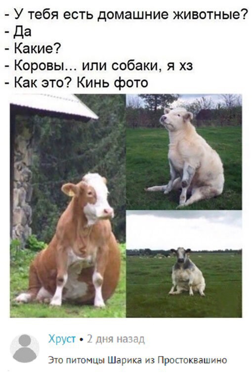 У тебя есть домашние животные Коровы или собаки я хз Как это Кинь фото Хруп мы Это они Шарика Простоквашино