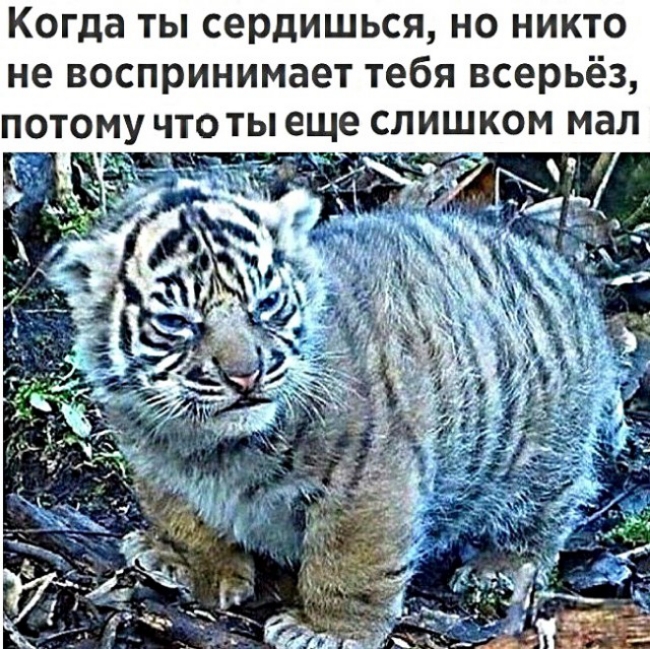 Когда ты сердишься но никто не воспринимает тебя всерьёз потому что ты еще слишком мал