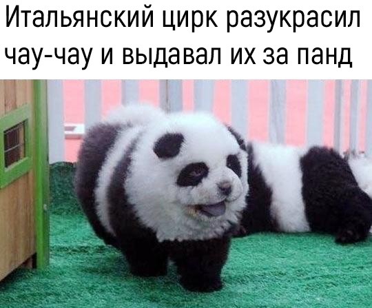 Итальянский цирк разукрасил чау чау и выдавал их за панд