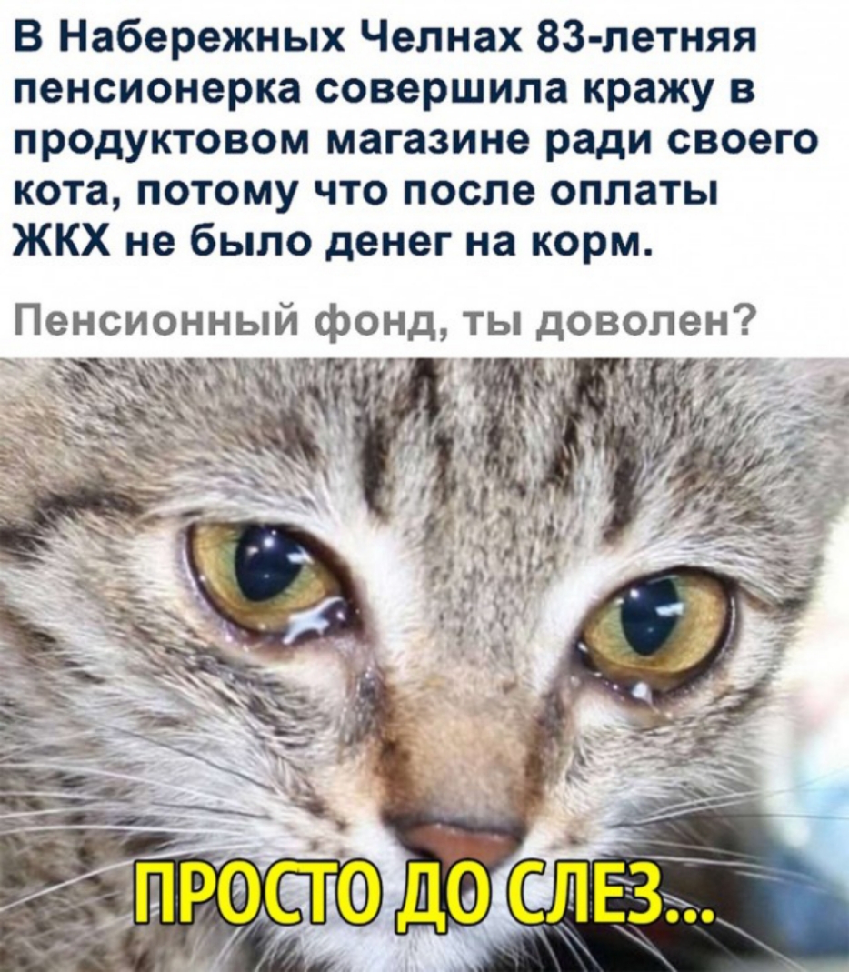 Потому что коты