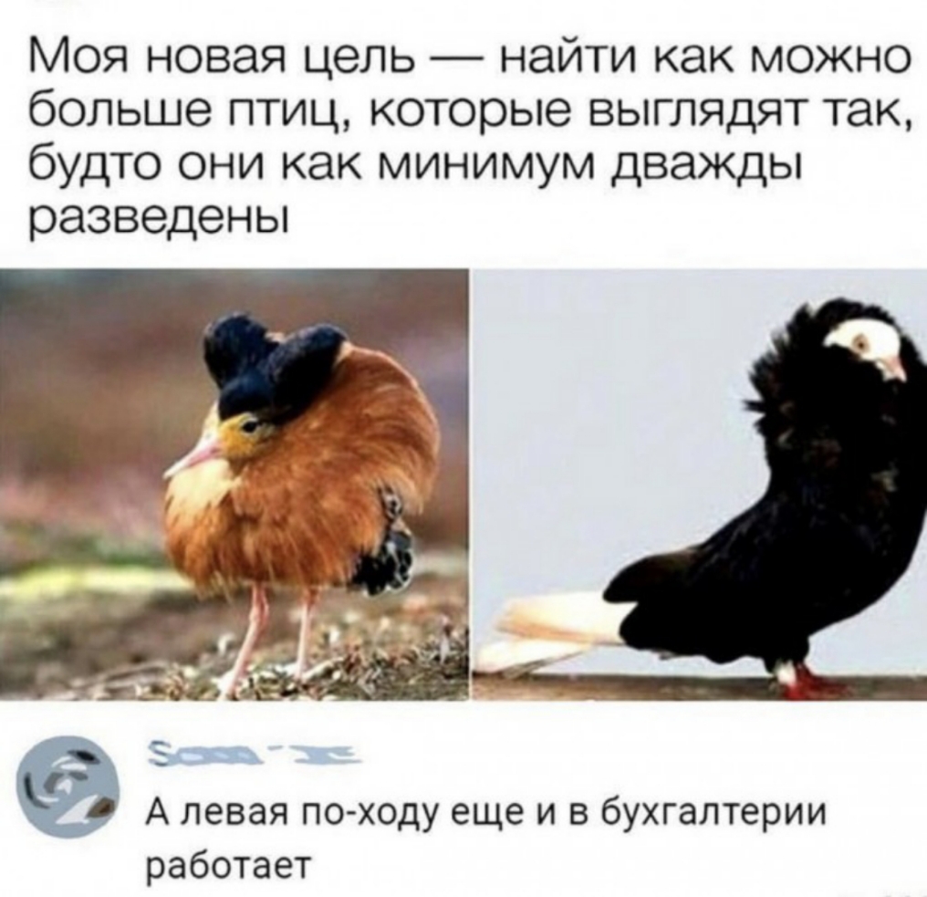 Моя новая цепь найти как можно больше птиц которые выглядят так будто они как минимум дважды разведены А левая по ходу еще и в бухгалтерии работает