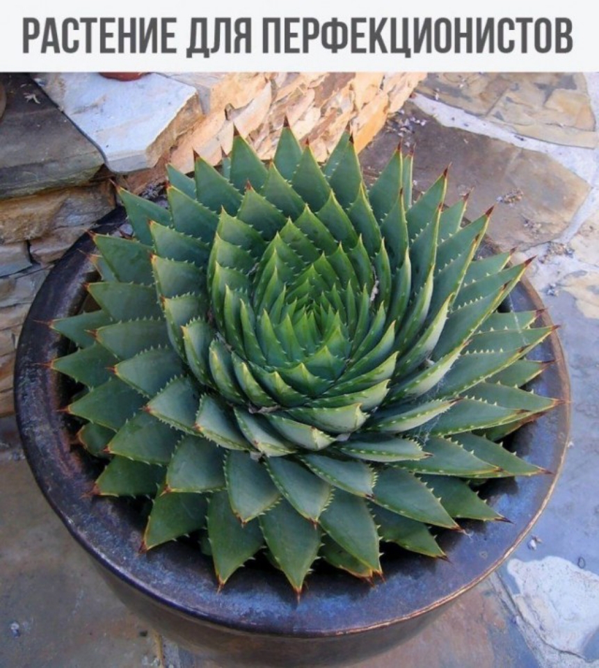 РАЕТЕНИЕ ДЛЯ ПЕРФЕКЦИПНИСТДВ